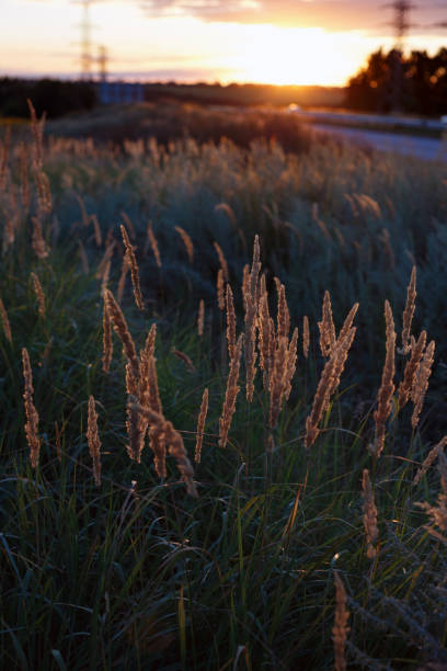 istock beautiful evening landscape. Autobahn and grass foreground in sunset light