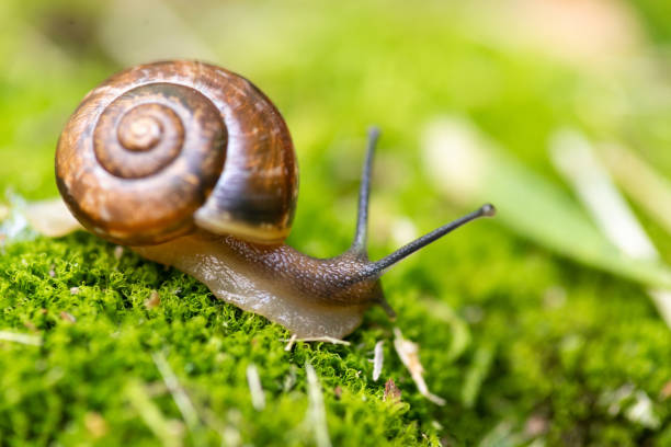 lumaca e muschio. - snail escargot animal speed foto e immagini stock