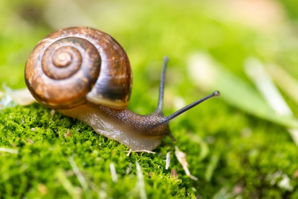 snail and moss. A small Achatina snail sitting on a stump tilted its Brown sink. Mustache eyes touch grass. Snail in the natural nature. snail stock pictures, royalty-free photos & images