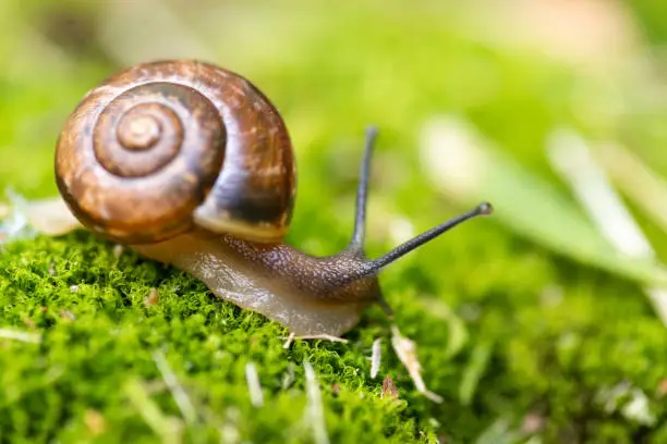 Photo of snail and moss.