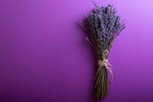 istock lavender bouquet on a violet background. Provence