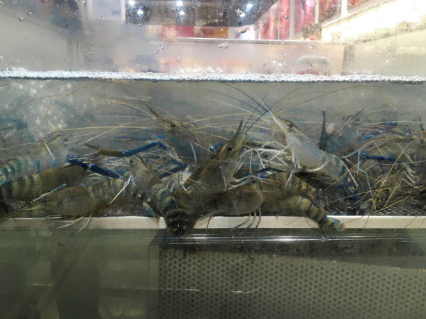 istock Close up Asian shrimp in glass box 1264796284