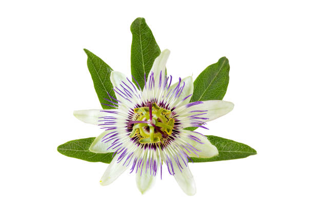 istock One beautiful Passion flower (Passiflora caerulea) with green leaves 1264798925