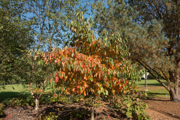 영국 시골 데본의 우드��랜드 가든에서 투펠로 또는 검은 껌 나무(니사 실바티카 '위슬리 모닥불')의 단풍 - tupelo tree 뉴스 사진 이미지
