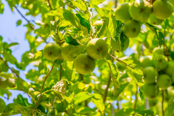 istock Apples in an apple tree cultivated in a garden in bright sunlight in summer 1264802951