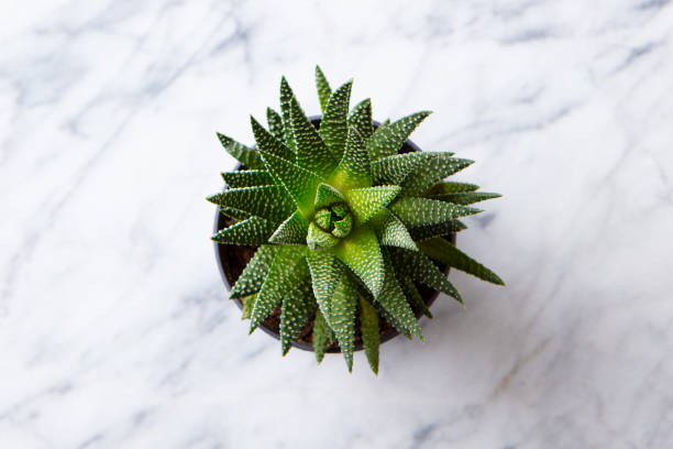 Home plant succulent, aloe on a table. Marble background. Close up. Top view.