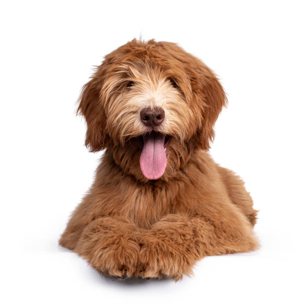 Caramel Australian Cobberdog on white background Fluffy caramel Australian Cobberdog, laying down facing front. Eyes not showing due long hair. Isolated on white background. Mouth open showing long tongue. labradoodle stock pictures, royalty-free photos & images