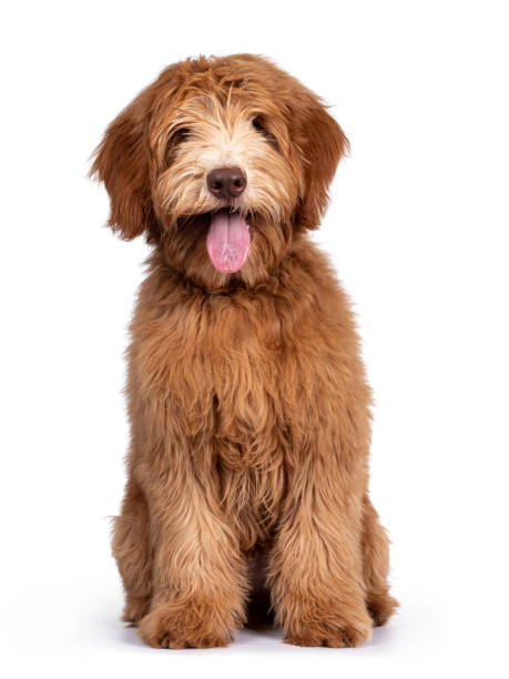 istock Caramel Australian Cobberdog on white background 1264803242