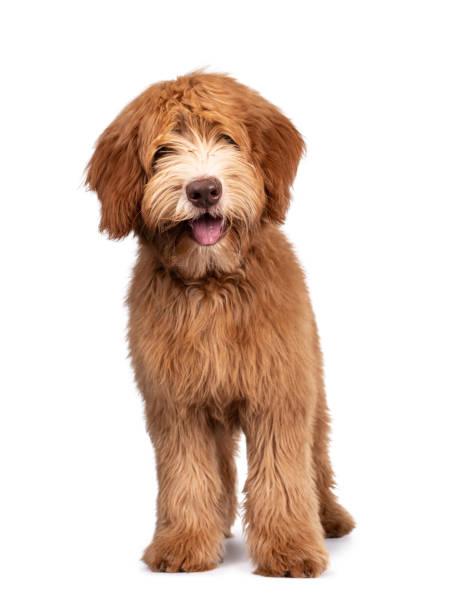 istock Caramel Australian Cobberdog on white background 1264803247