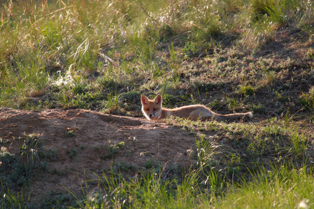 istock A young fox cub sit on the sand near their burrow 1264803275