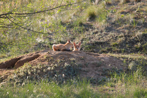 istock Two young fox cubs sit on the sand near their burrow 1264803321