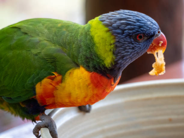 istock Rainbow Lorikeet Eating Apple in a Suburban Garden 1264803424