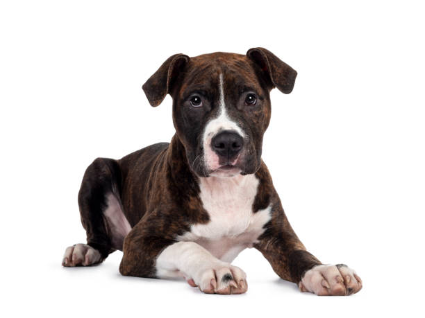 istock American Staffordshire Terrier on white background 1264804238