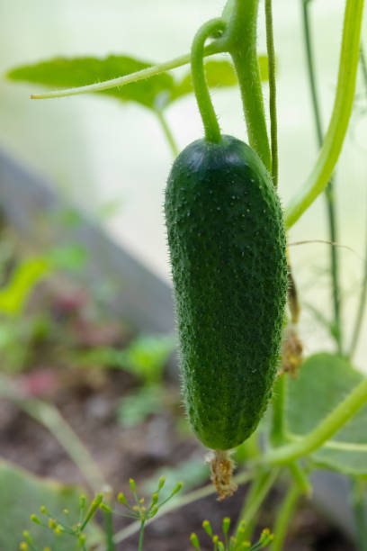 istock A young cucumber growing in a greenhouse. Close-up. 1264804316