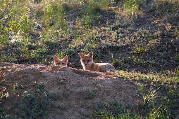 istock Two young foxes sit at the entrance to their hole 1264804383