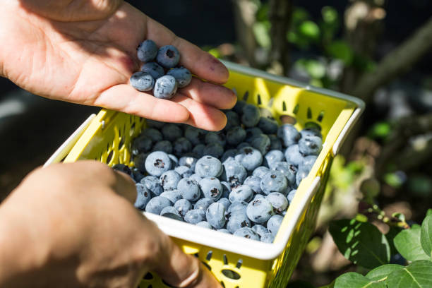 istock Blueberries in a plastic basket in hand. 1264804548