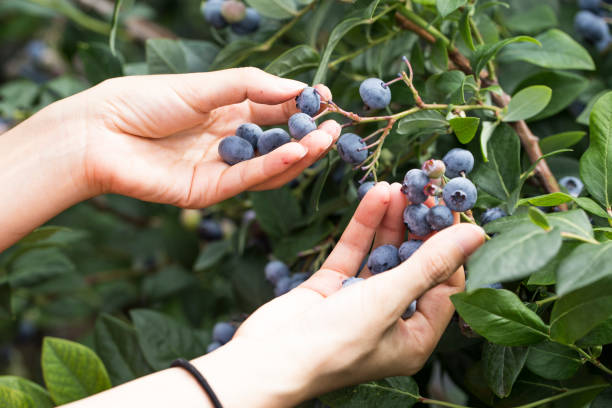 istock woman hands full of freshly picked blueberries. 1264804580