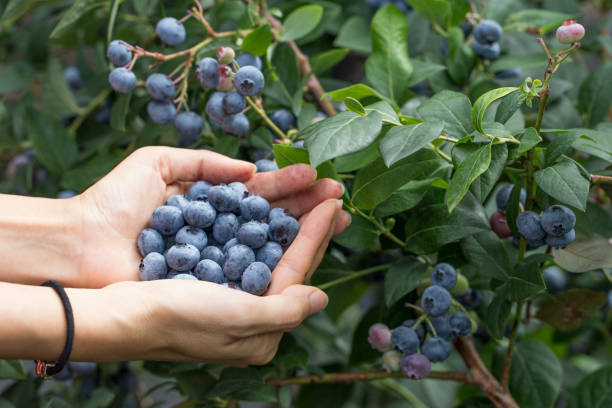 istock woman hands full of freshly picked blueberries. 1264804611