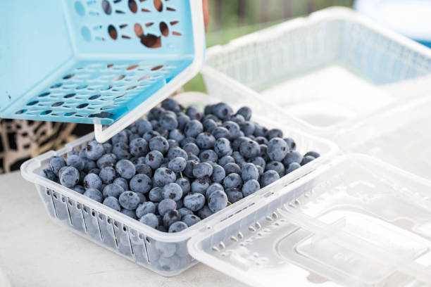 Female hand holding small plastic container full of juicy blueberries. Fresh and blurry berries in plastic containers. Fruity dessert preparation