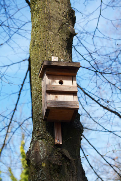 istock Birdhouse at tree in spring season in Bremen 1264805303
