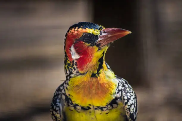 Red-and-yellow barbet (Trachyphonus erythrocephalus) kept in captivity.