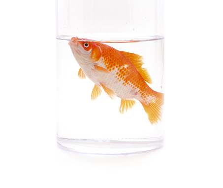 3 goldfishes in a tall glass