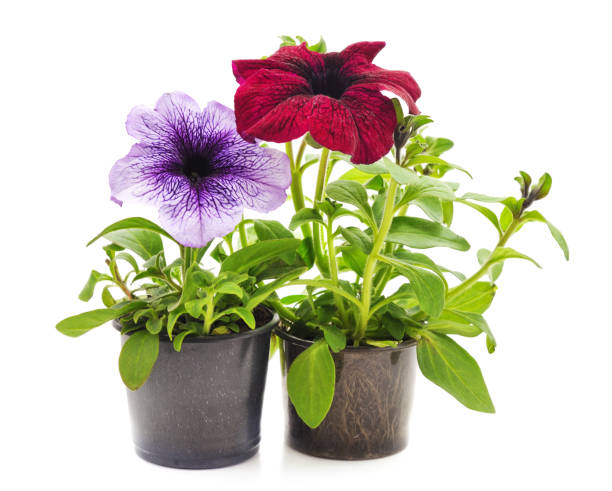 istock Colorful petunia in the pot. 1264805559