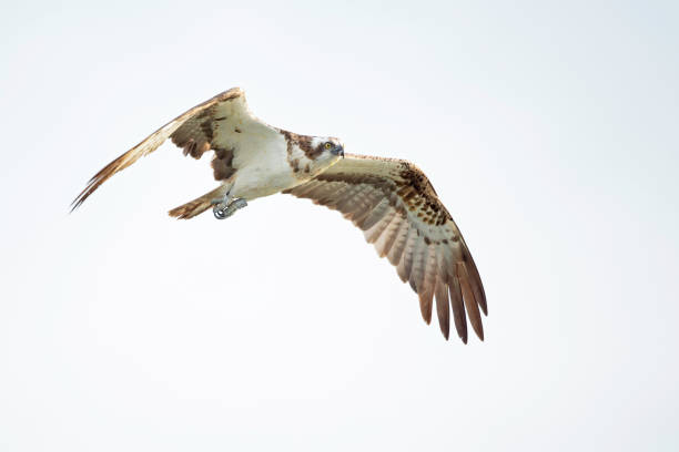 istock Osprey (Pandion haliaetus) flying to catch fish at a lake in Germany 1264806449