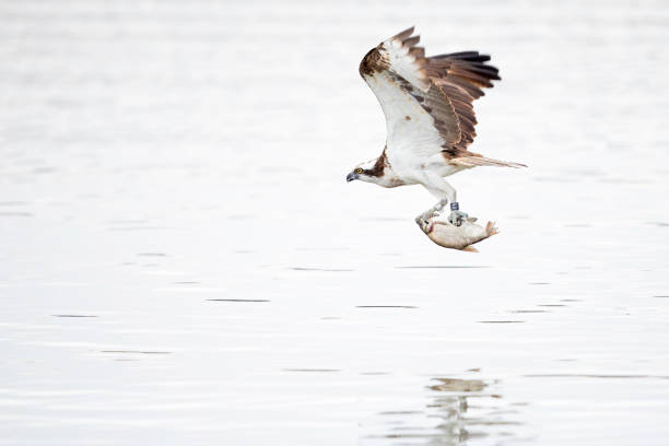 A bird of prey diving down to a lake to catch fish in the day time. Captured in the north of Germany