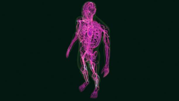 istock 3D Illustration Human Heart Anatomy with Circulatory System 1264806625