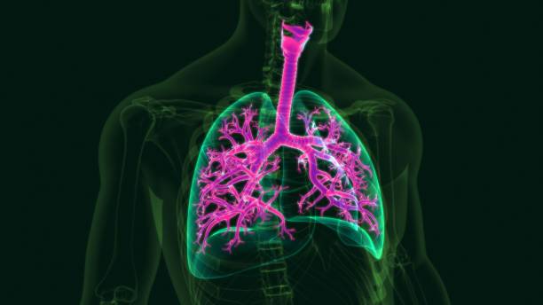 istock 3D Illustration Human Respiratory System Anatomy (Lungs) 1264806721