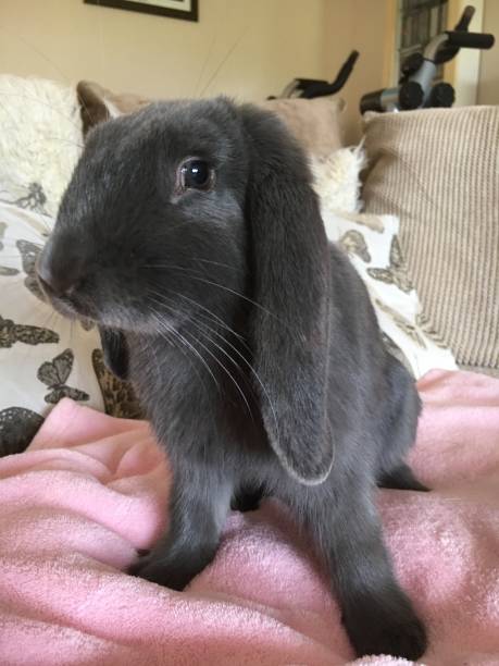 istock Pet love, love cute lop ear rabbits 1264807833