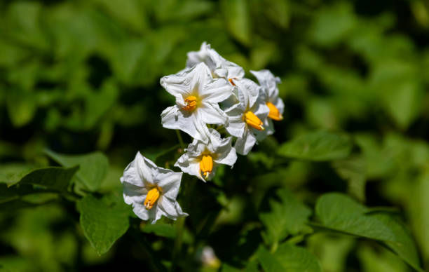 istock Blooming young potatoes on the field. Close-up. 1264808075