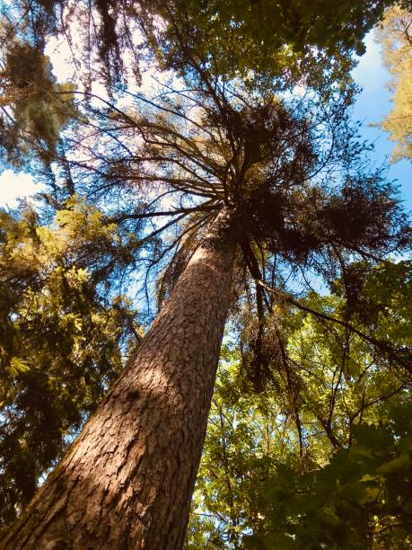 istock I am about to die among all these fresh alive trees after bark beetle attacks 1264808978