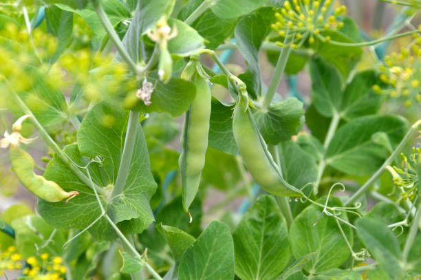 polong kacang pada latar belakang daun hijau dan dill - tanaman kacang hijau potret stok, foto, & gambar bebas royalti