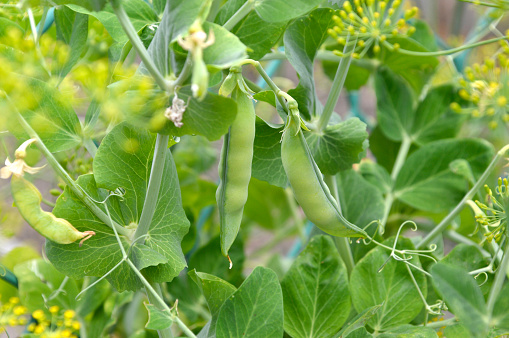 Pea pods on a background of green leaves and dill