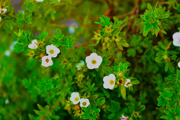 istock White flowers lapchatki (lat. Potentilla) on a green Bush 1264809104