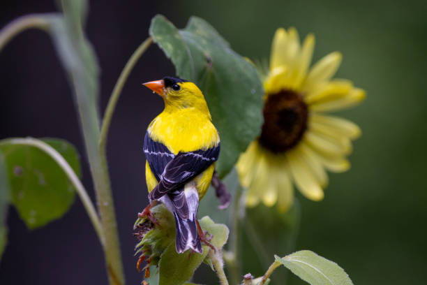 istock American Goldfinch 1264809907