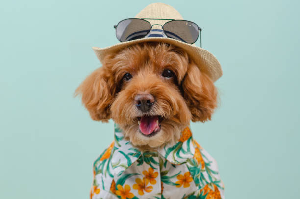 le chien brun de caniche de jouet de sourire porte le chapeau avec des lunettes de soleil sur le dessus. - top dog photos et images de collection
