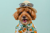 Smiling brown toy Poodle dog wears hat with sunglasses on top.