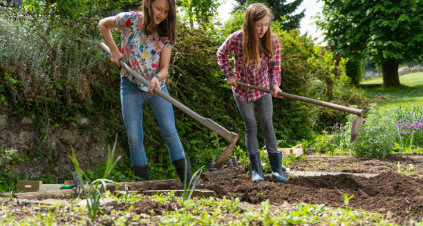 istock Two Sisters Working In Vegetable Garden 1264812015