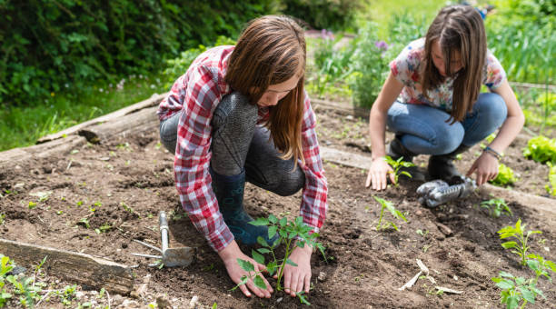 istock Two Sisters Working In Vegetable Garden 1264812027