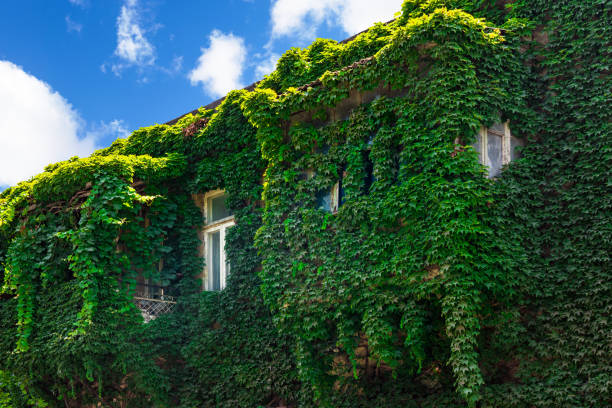 istock Old house facade overgrown with green ivy 1264812154