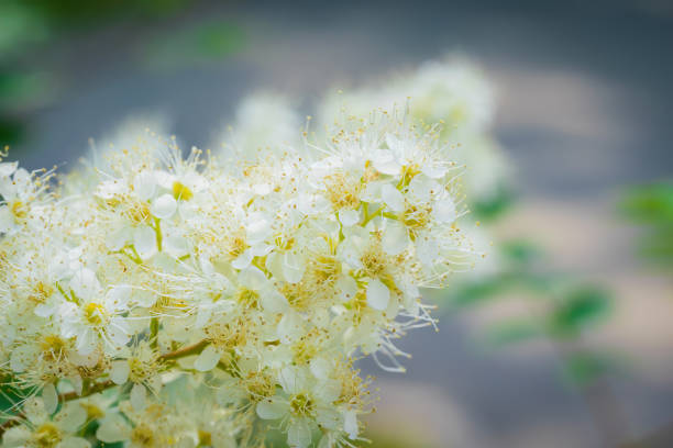 istock Branch of a tree with white flowers 1264815101