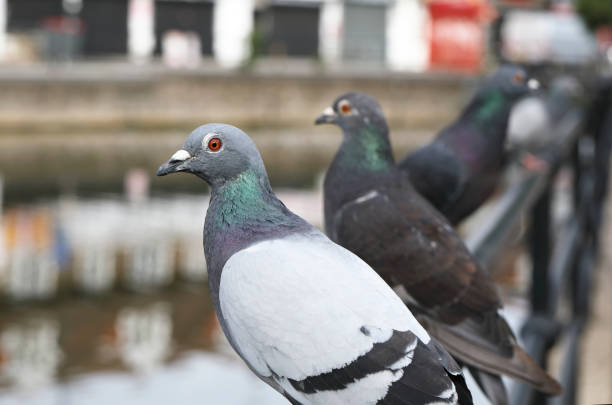 istock London pigeons in a row one in close up 1264815465