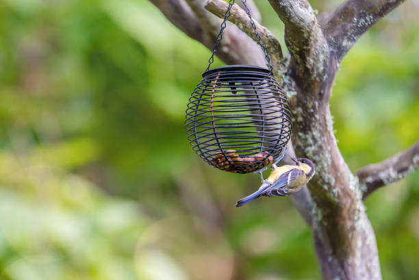 cute blue tit in a home garden