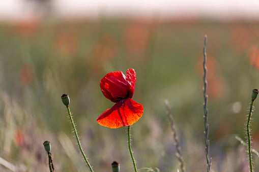 Closeup of a poppy flower in a garden during sunset