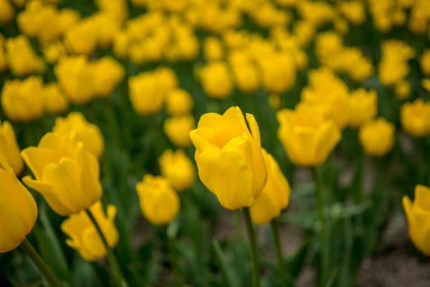 istock yellow tulips are in the field spring flower 1264816580