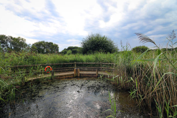 istock Seaton wetlands lake in Devon 1264816692