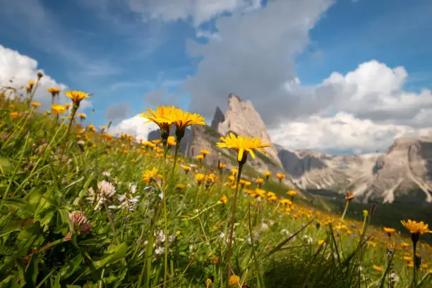 Dandelions in full bloom in front of Odles group in summer, Dolomites, Trentino Alto Adige, South Tyrol, Italy